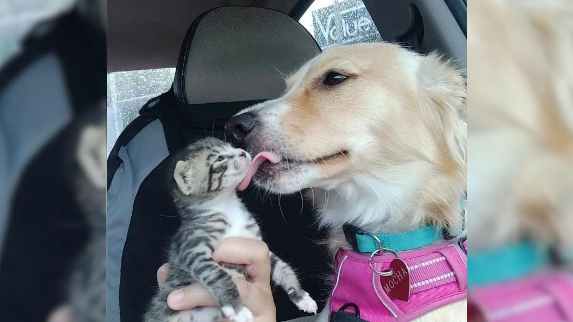 Dog With Severely Injured Leg Overcomes Her Past And Becomes The Sweetest Mom To A Foster Kitten