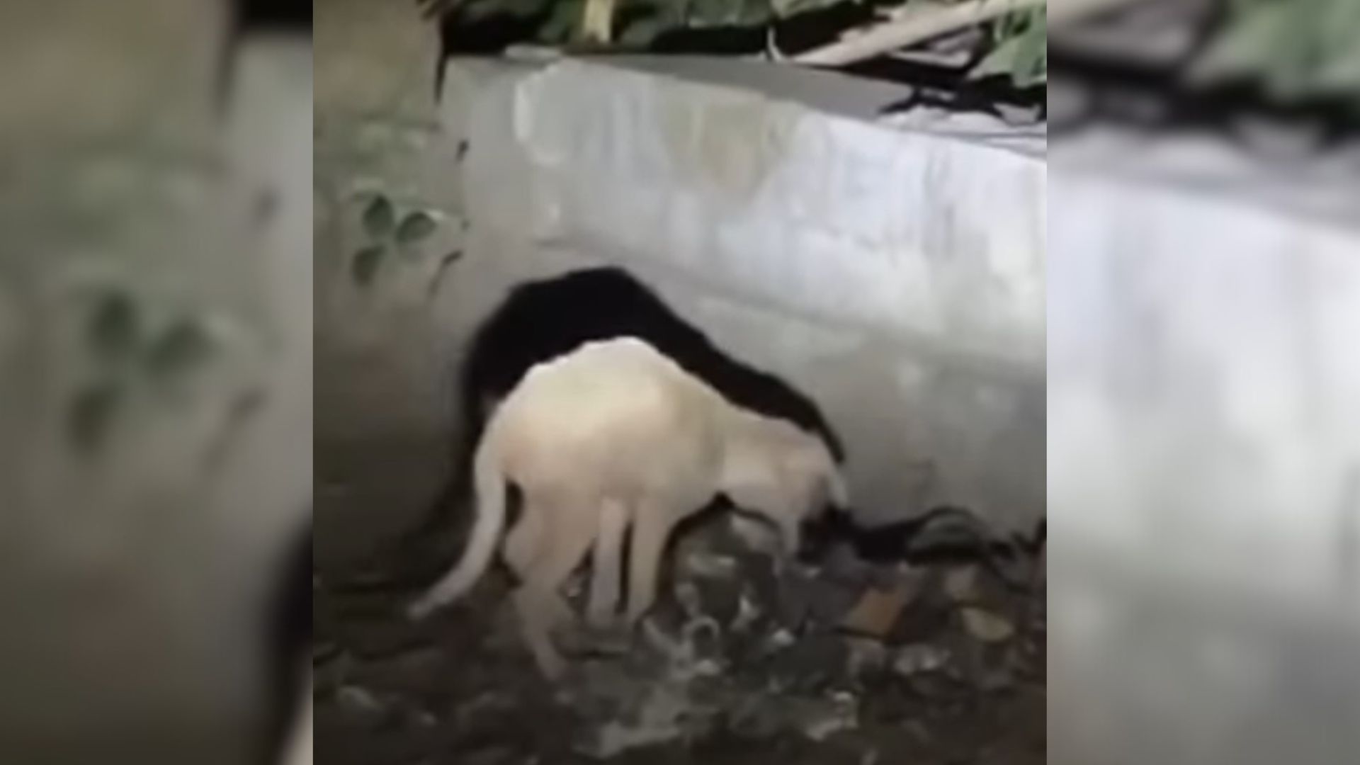 Even With Heartbreaking Injuries To Her Back Legs, This Sweet Puppy Was Looking To Trash For Food To Survive  
