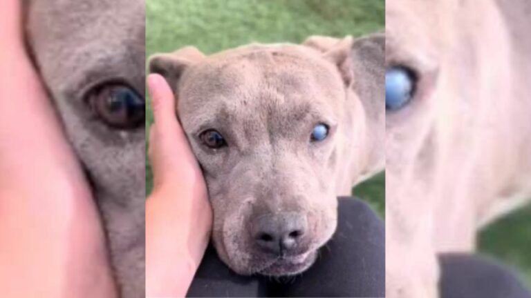 Family Abandons Their Sweet Senior Pup At The Vet