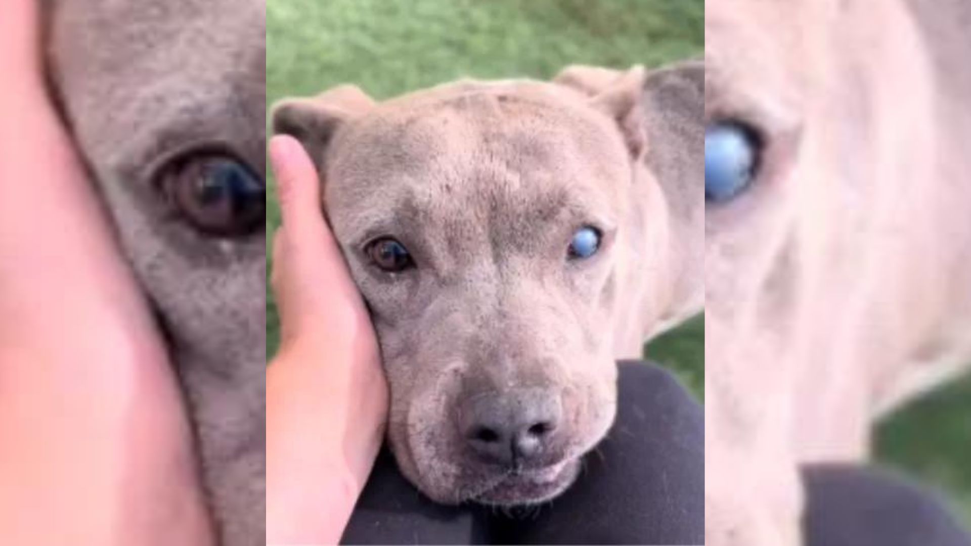Family Abandons Their Sweet Senior Pup At The Vet