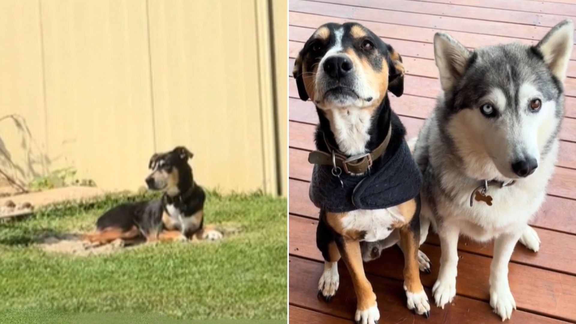 Inconsolable Dog Keeps Lying In The Place Where He Last Saw His Deceased Sister