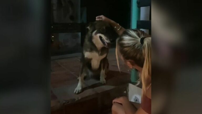 injured stray pup