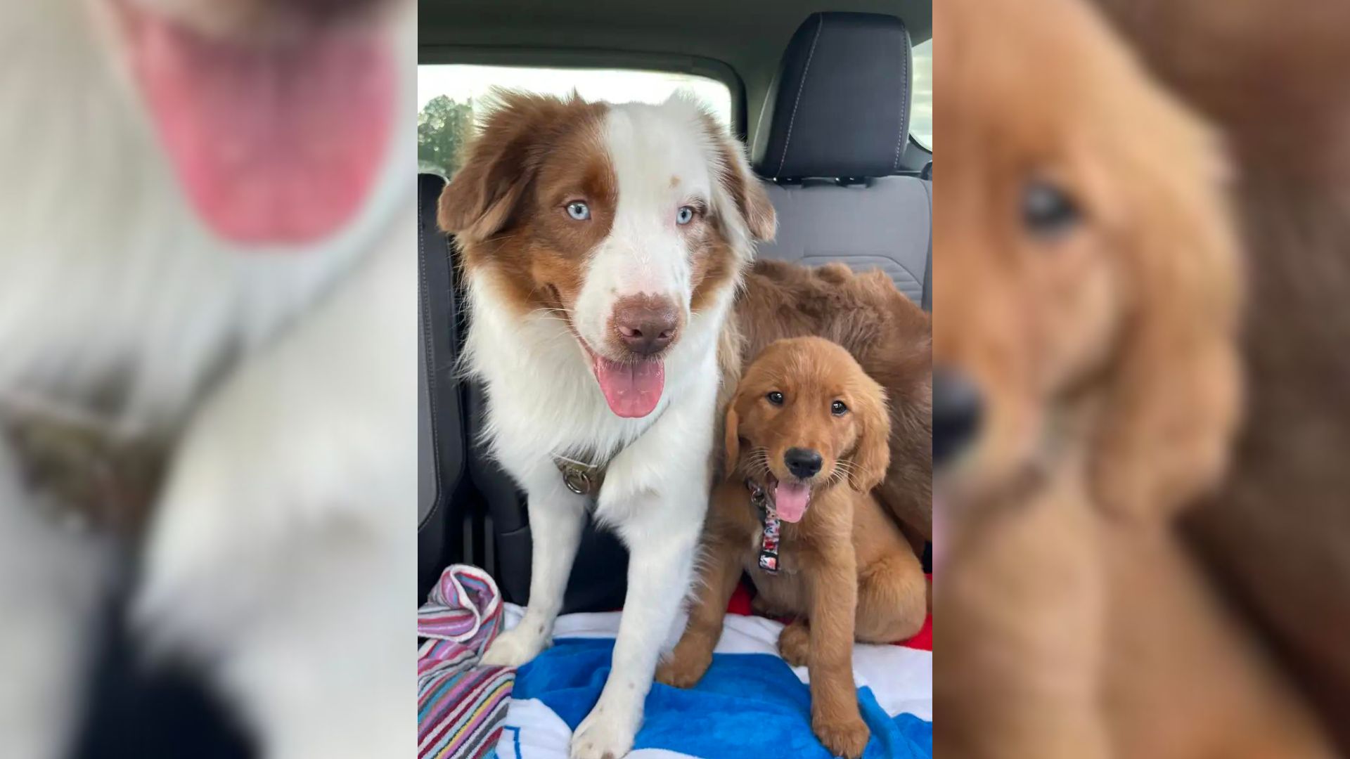 Internet Melts Over Dog Gently Waking Up Her Deaf Brother To Avoid Scaring Him