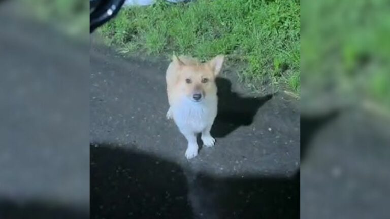 dog trembling in the rain