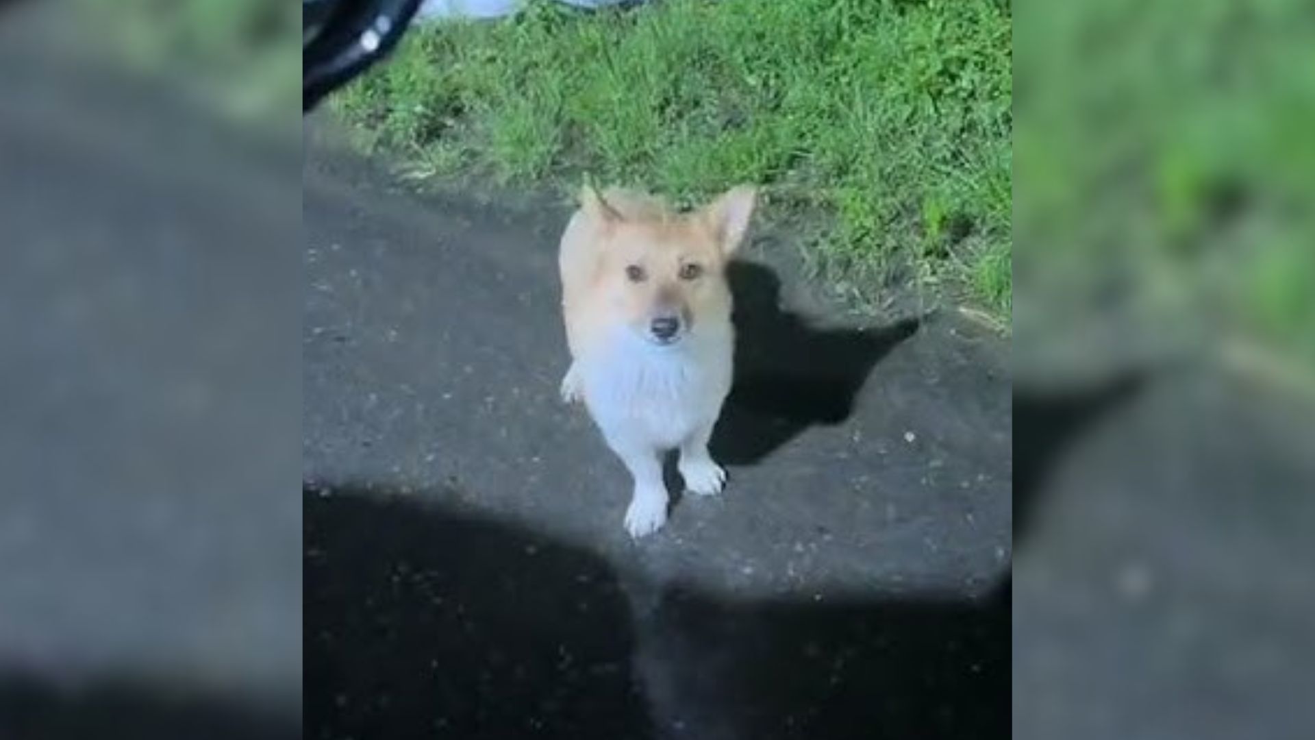 Dog Who Was Shivering In The Cold Rain Begged A Stranger In A Car To Take Her In