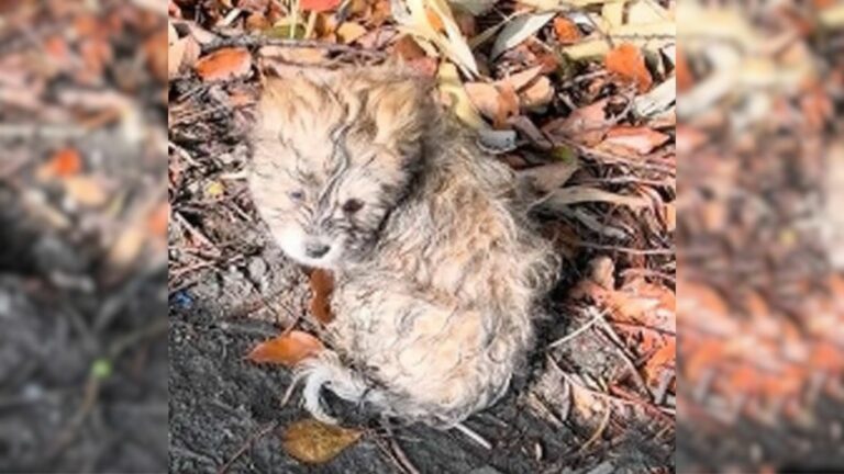 little puppy abandoned sitting on the road