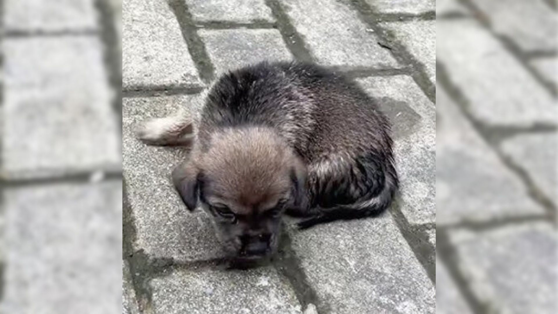 Abandoned, Heartbroken Pup Finally Got Off The Street After Meeting The Perfect Person
