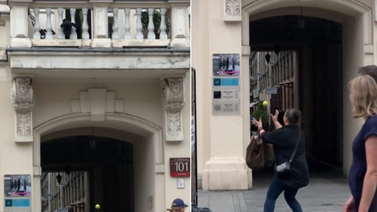 dog on a balcony