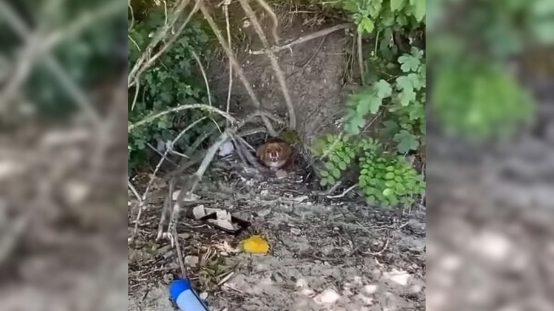 Struggling Mama Dog Just Wanted To Help Her Baby, And Then Something Amazing Happened