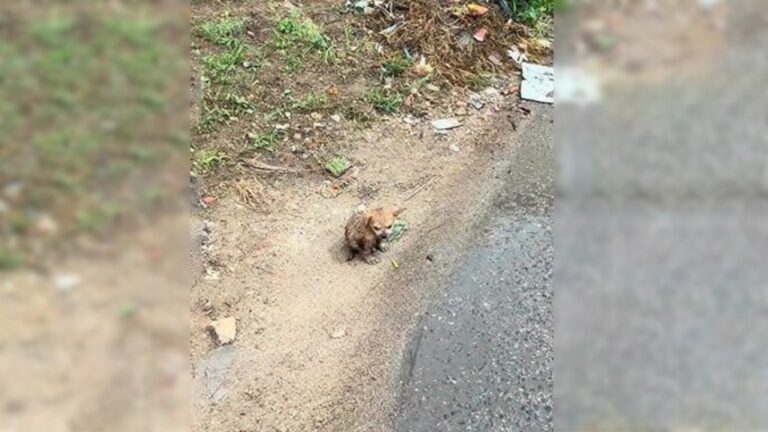 poor puppy on the road after storm