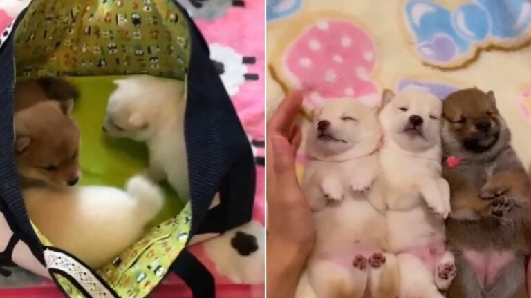 puppies in a bag