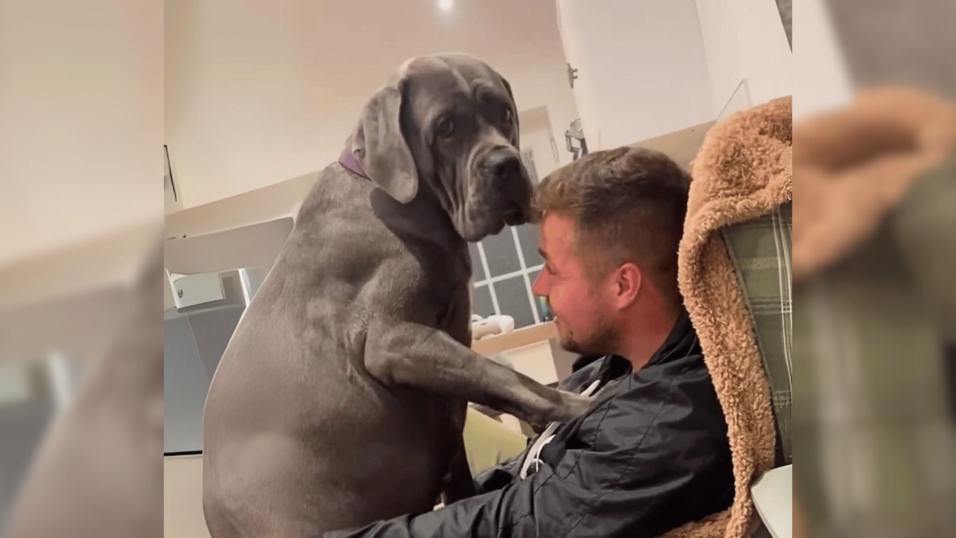Massive Cane Corso Has The Tiniest Voice And Acts Like A Puppy Around Her Loved Ones