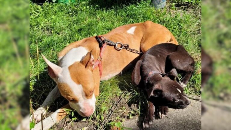 Mom Dog Fought Alone To Protect Her Son