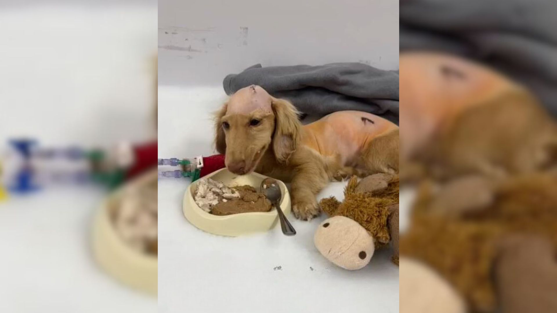 Woman Shocked To Hear Her Puppy Scream In Pain, Fears Something Is Wrong