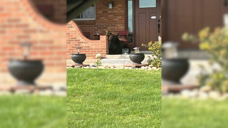 huge furry bear on porch