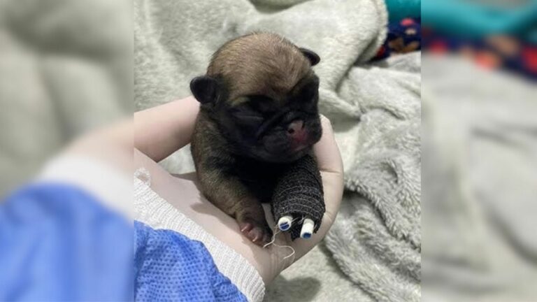 Newborn Puppy With A Broken Leg Was Dumped In Trash