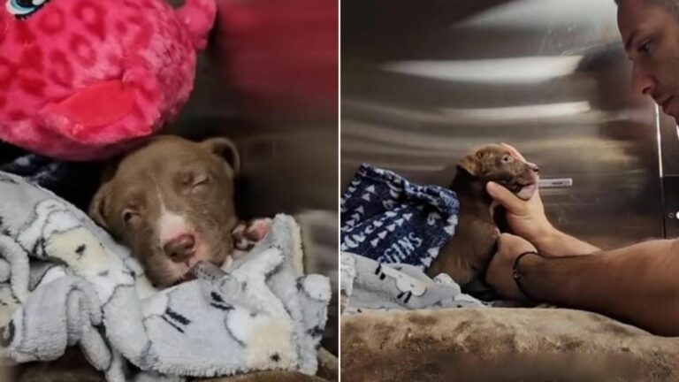 Newborn Puppy With A Serious Fracture