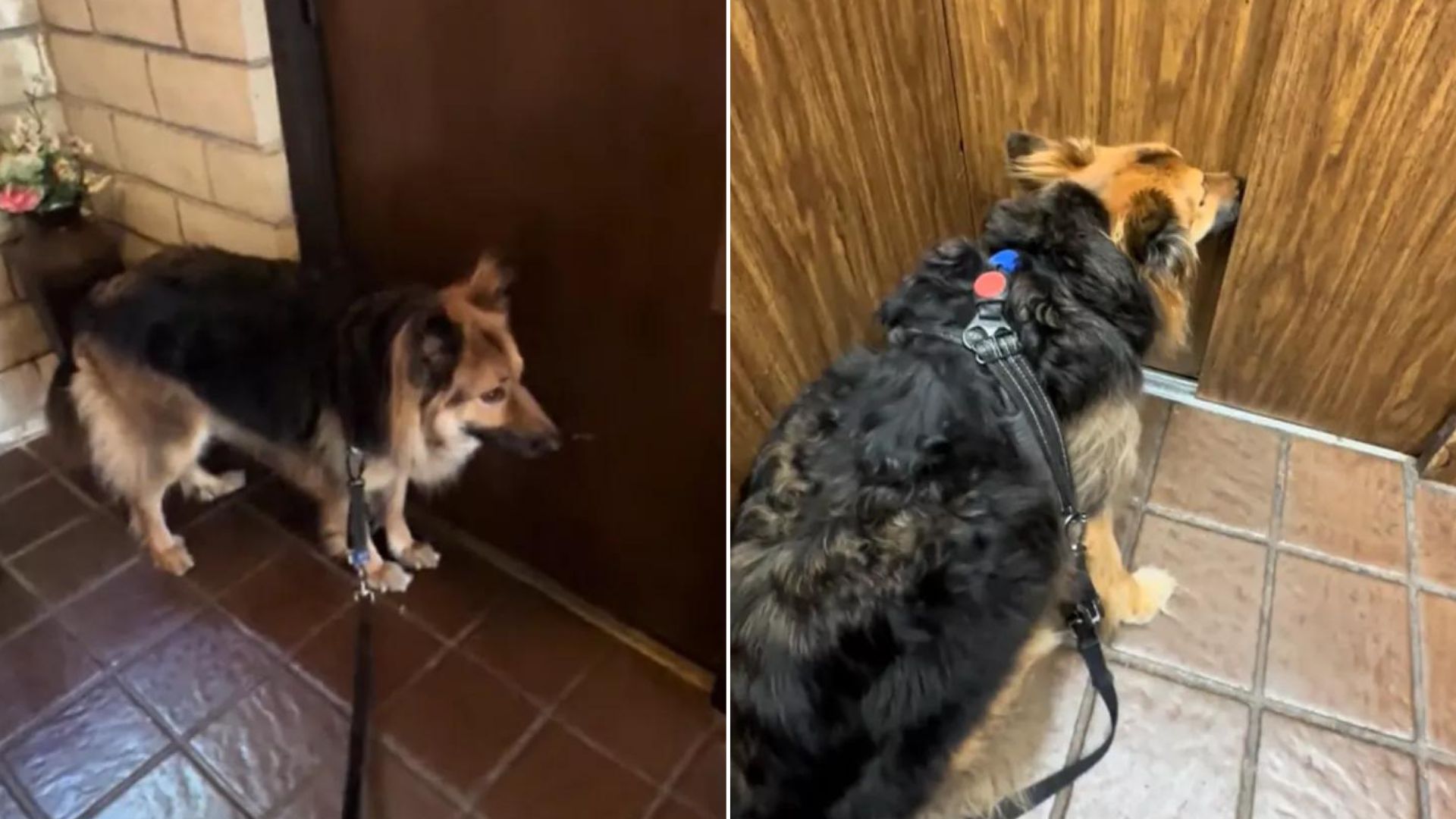 Woman Decides To Test Her Dog’s Sense Of Smell, What She Discovers Is Amazing