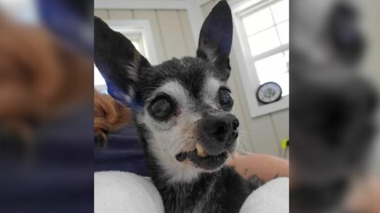 adorable senior pup