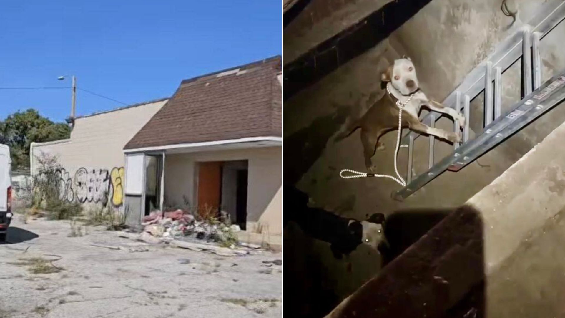 Passerby Heard Strange Noise Coming From Abandoned Laundromat And Decided To See What Was Causing It