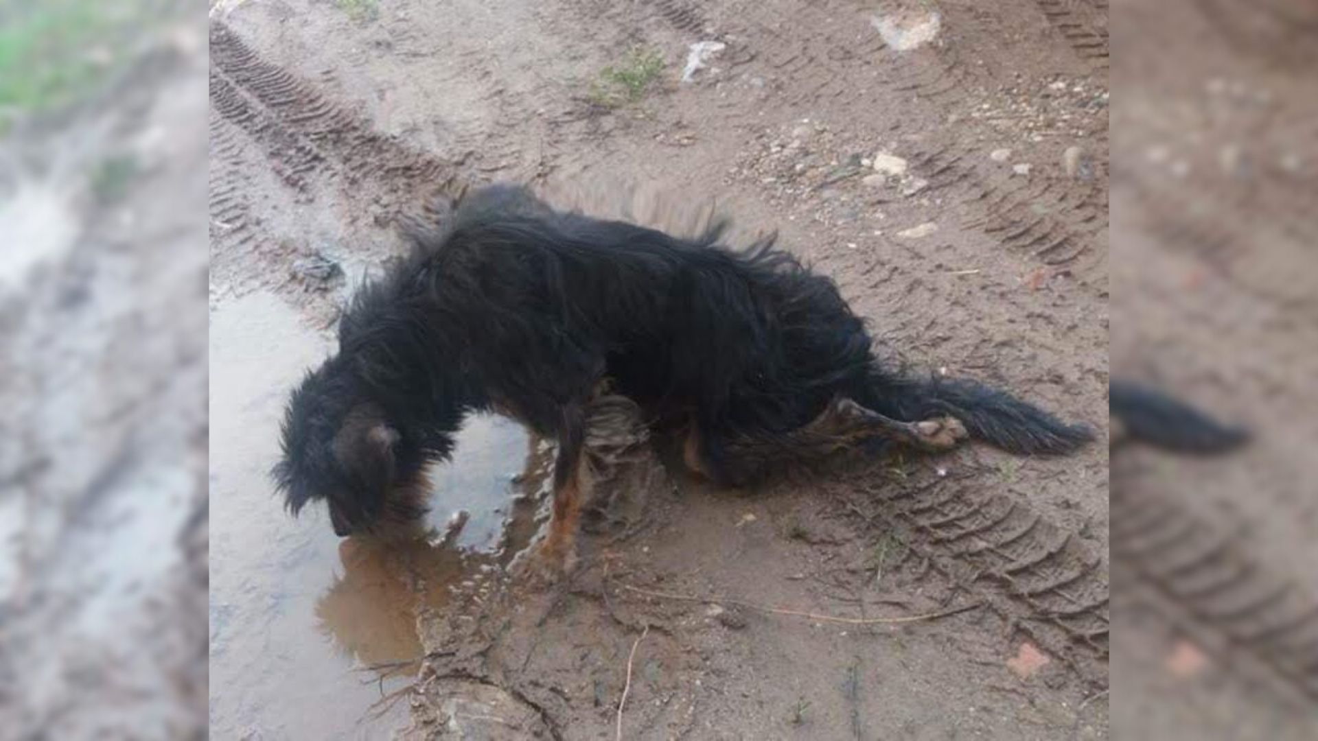 Good Samaritan Noticed A Dog Struggling To Walk And Decided To Help Him