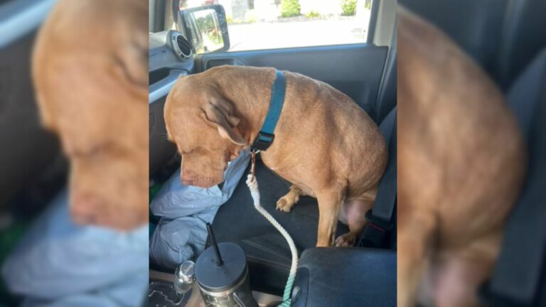 Pup Doesn’t Want To Go To Shelter After A Day Out