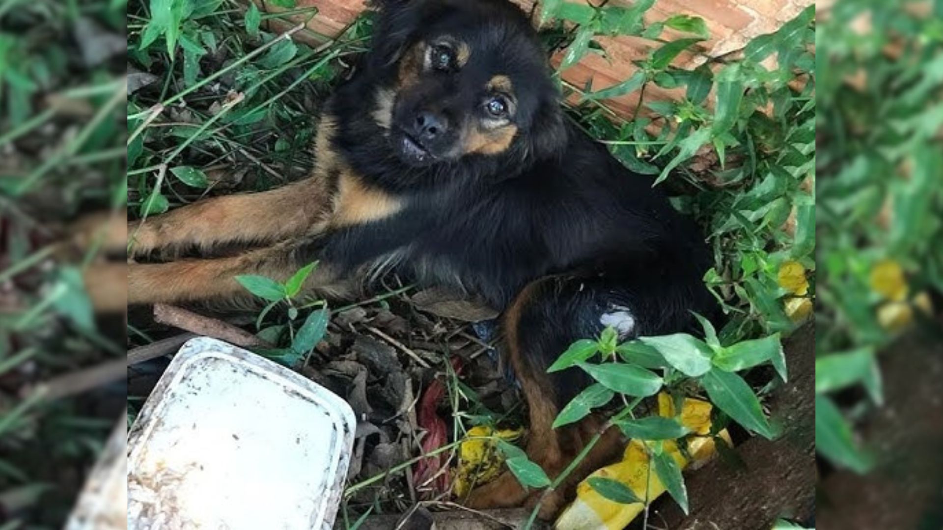 The Vets Have Never Seen Sadder Eyes Than Those Of This Dog Found Motionless On The Ground