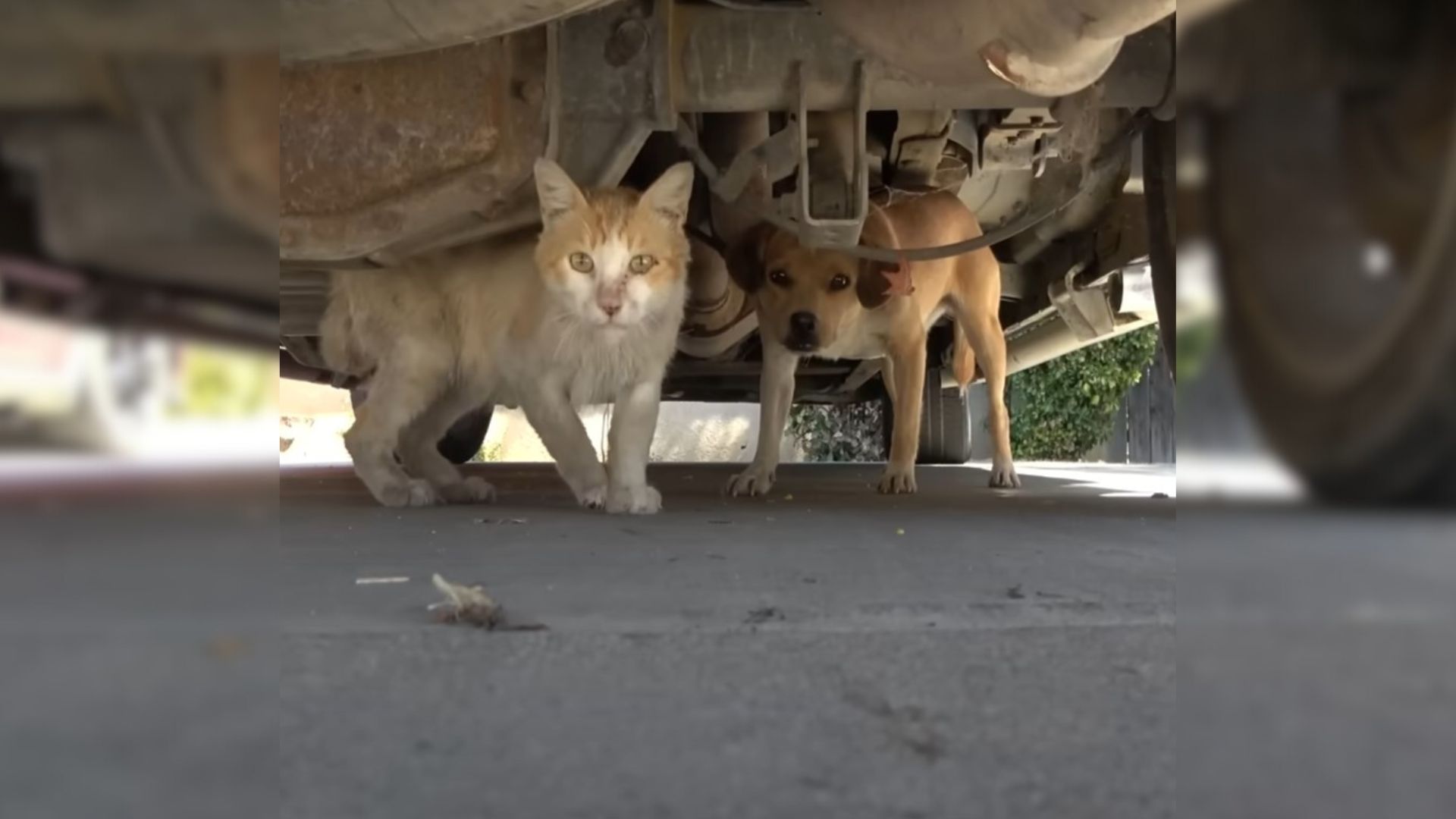 Puppies And A Cat Looked After Their Injured Friend Who Had Something Stuck In His Neck