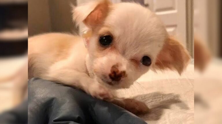 white puppy