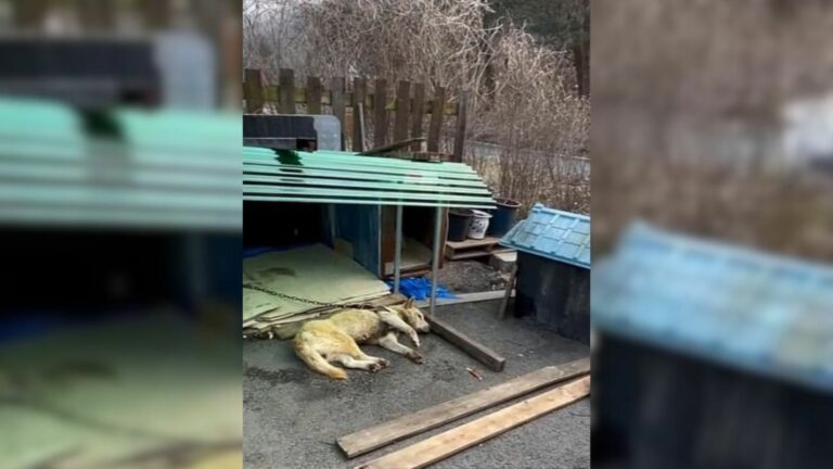 dog chained to the house