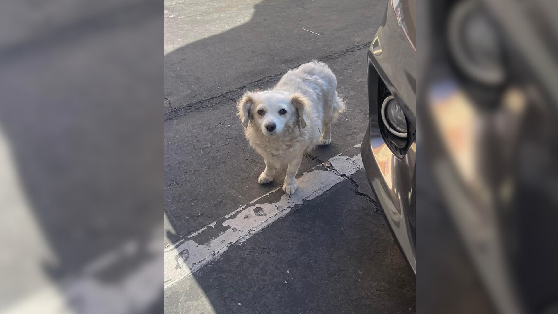 stray dog standing outdoor