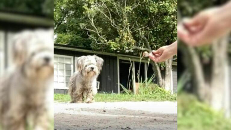 Rescuer’s Heart Breaks Into A Million Pieces