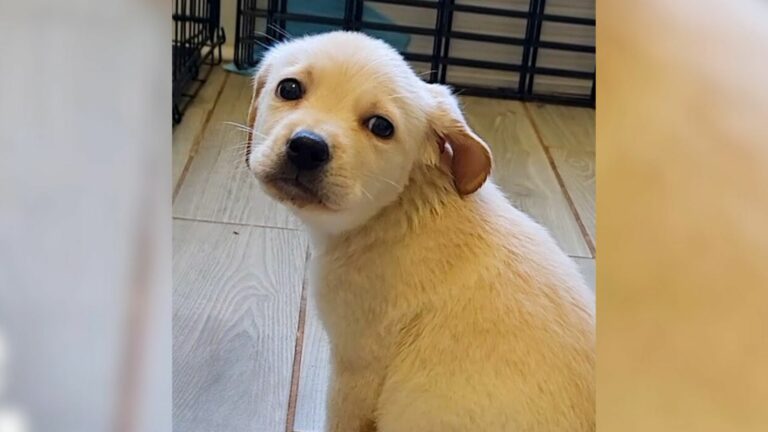 lost puppy