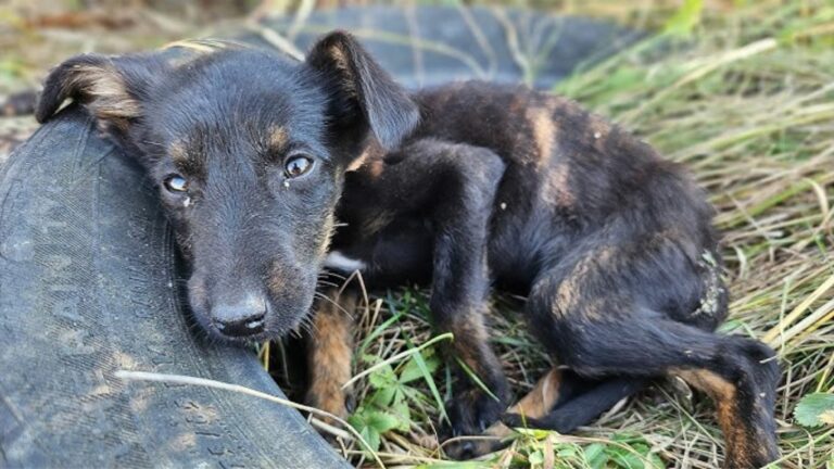 poor sick dog abandoned outdoor