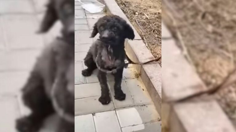 poodle tied to a tree