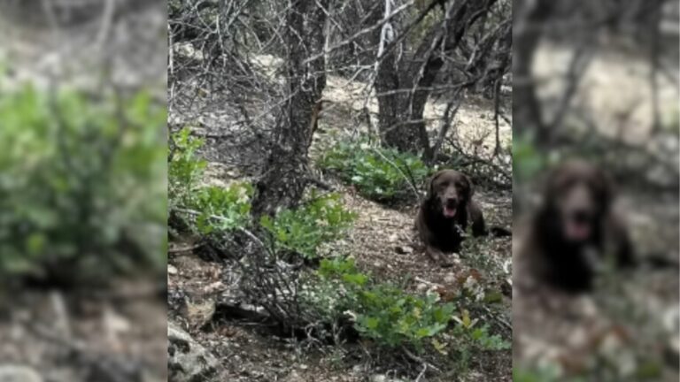 dog in forest