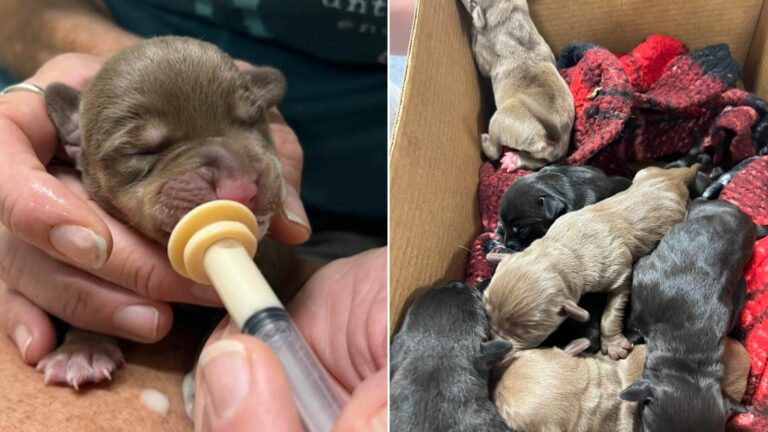 newborn puppies