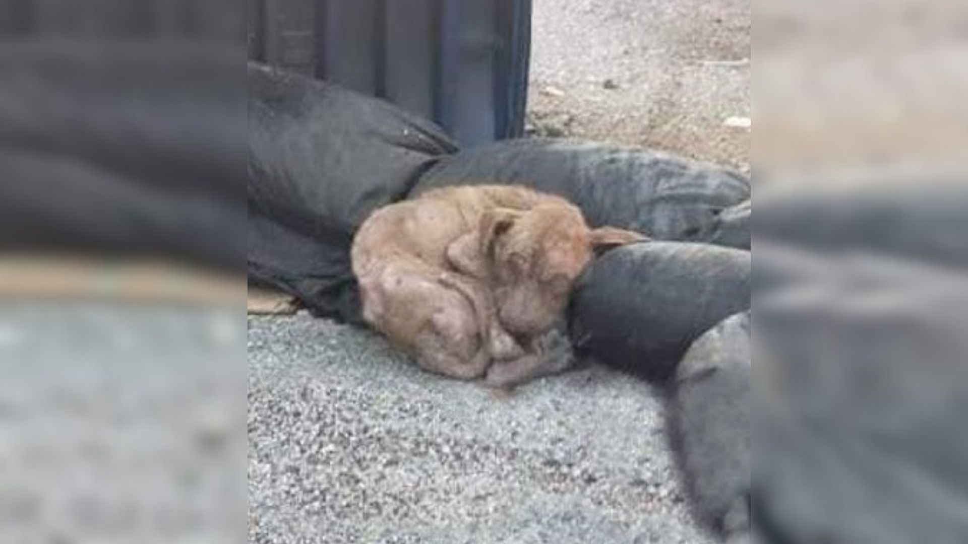 poor dog abandoned on a trash