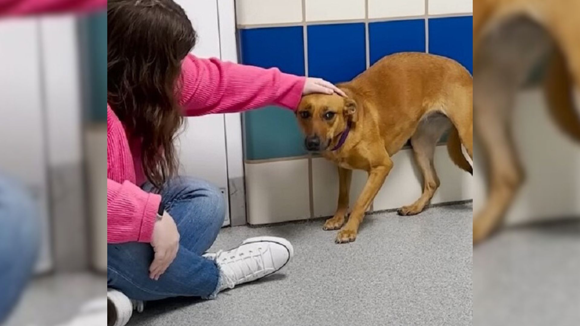 Dog Scared Of People Did Not Leave The Corner Of Her Kennel Until She Met Someone Amazing