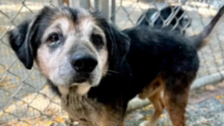 abandoned dog