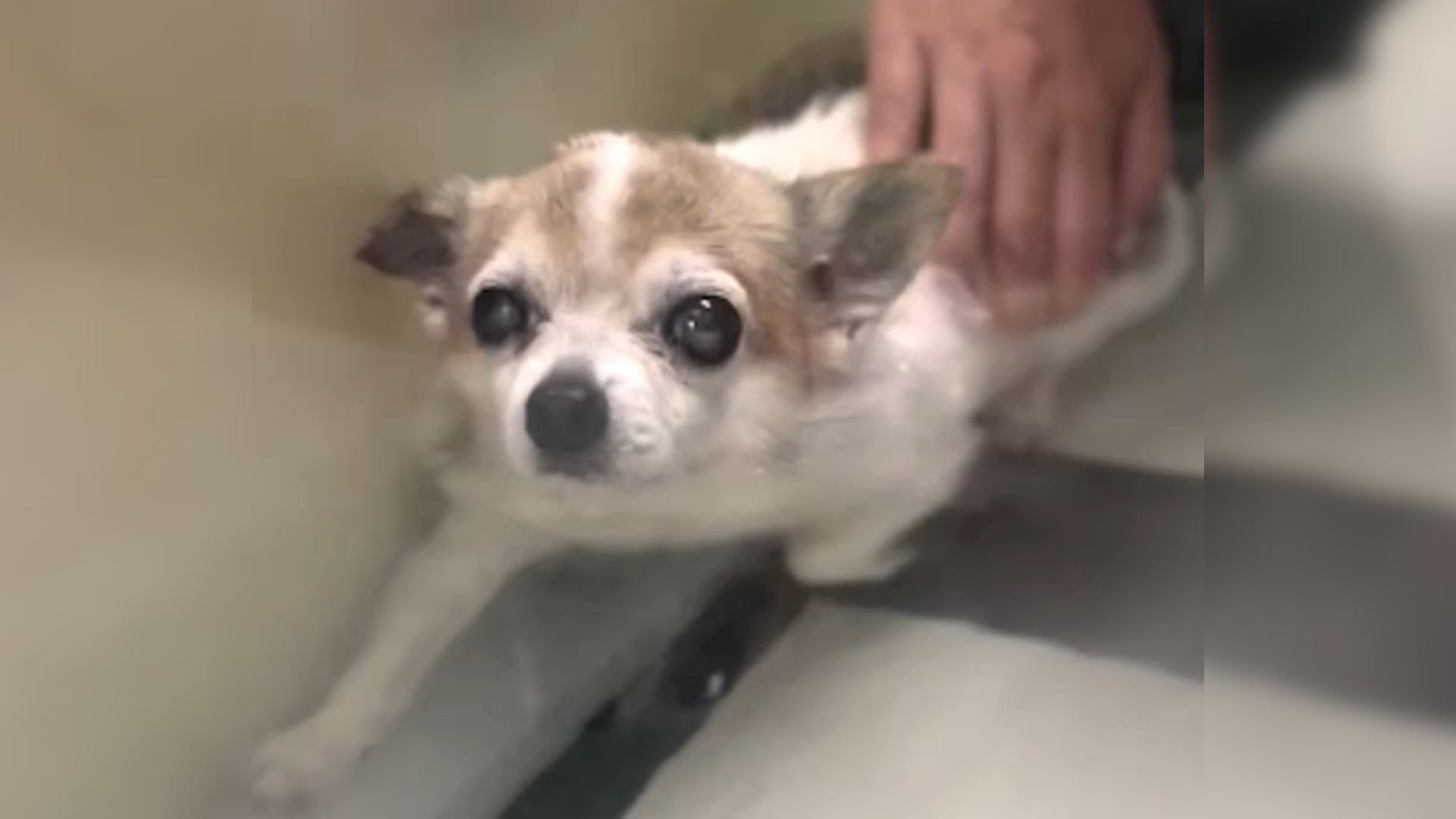Senior Dog Who Was Dumped On The Street Could Barely Walk But Then He Met Someone Amazing
