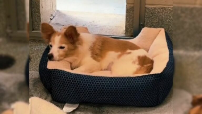 Senior Shelter Pup Keeps Hoping That Someone Will Notice