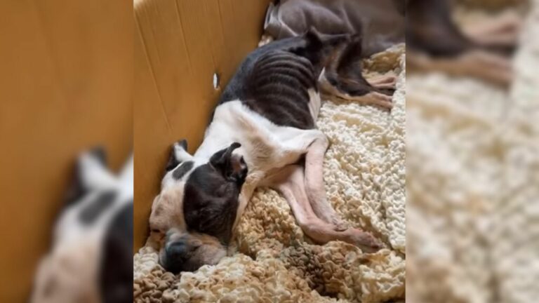 skinny dog