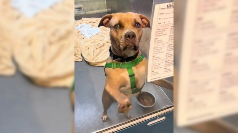 Shelter Worker Does Everything To Help A Stray Heal