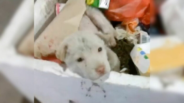 pup in a pile of trash