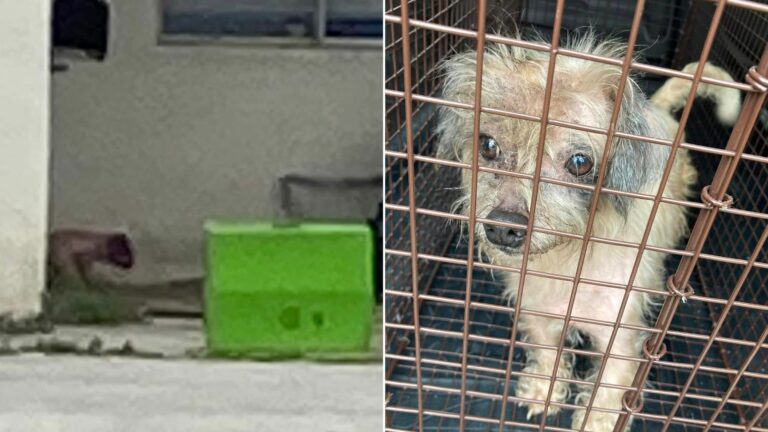 photo of neglected pup