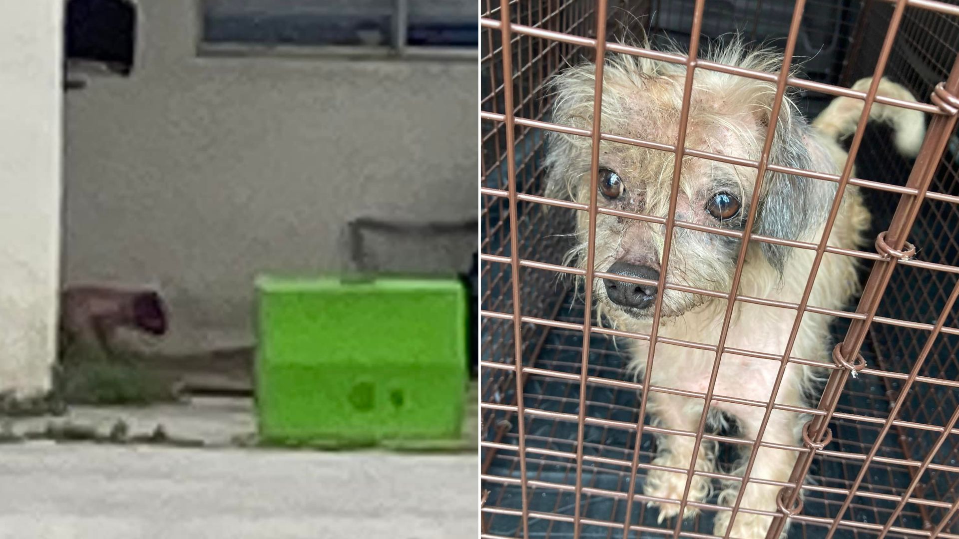 Dog Left In An Abandoned House Finds Hope When A Kind Rescuer Gives Him A New Chance
