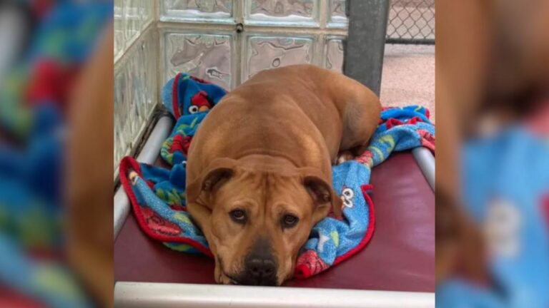 homeless dog