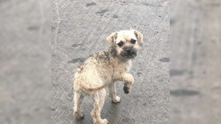 The Abandoned Puppy Kept Crying As She Wandered The Streets