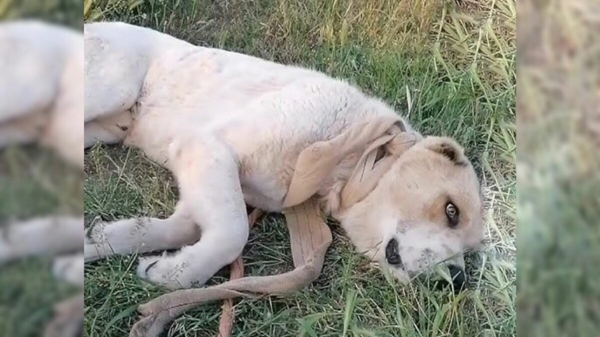 Rescuers Angry After Seeing A Large Dog Lying Motionless With Something ...